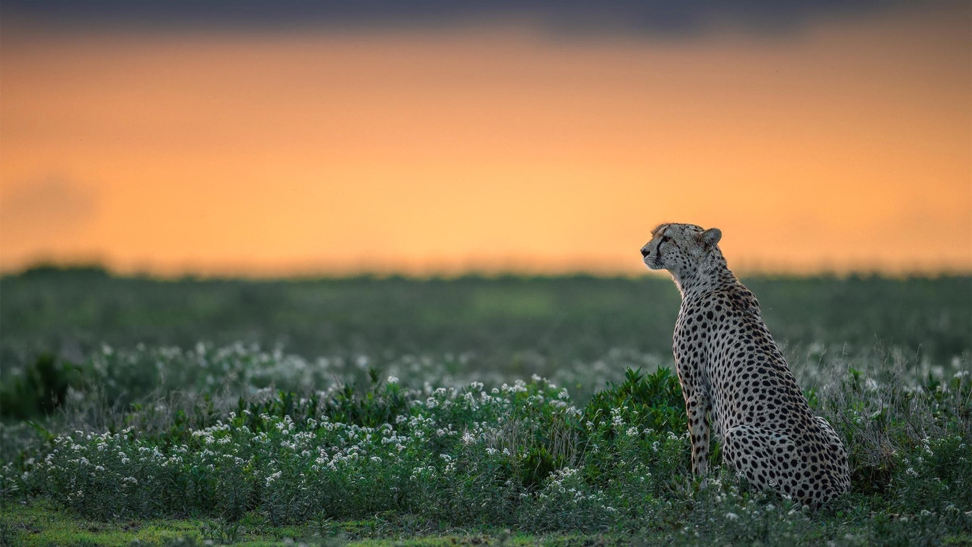 节奏变化快的球队是否更适应季后赛,节奏变化快的球队是否更适应季后赛