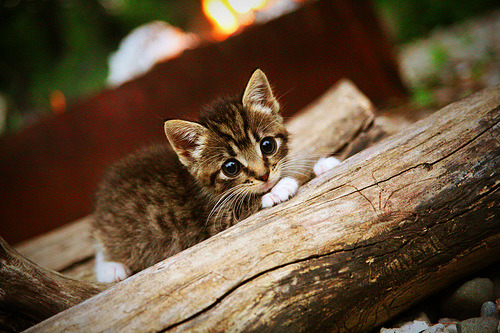 “拜仁天才Aznu训练态度不佳，被清洗至英超”