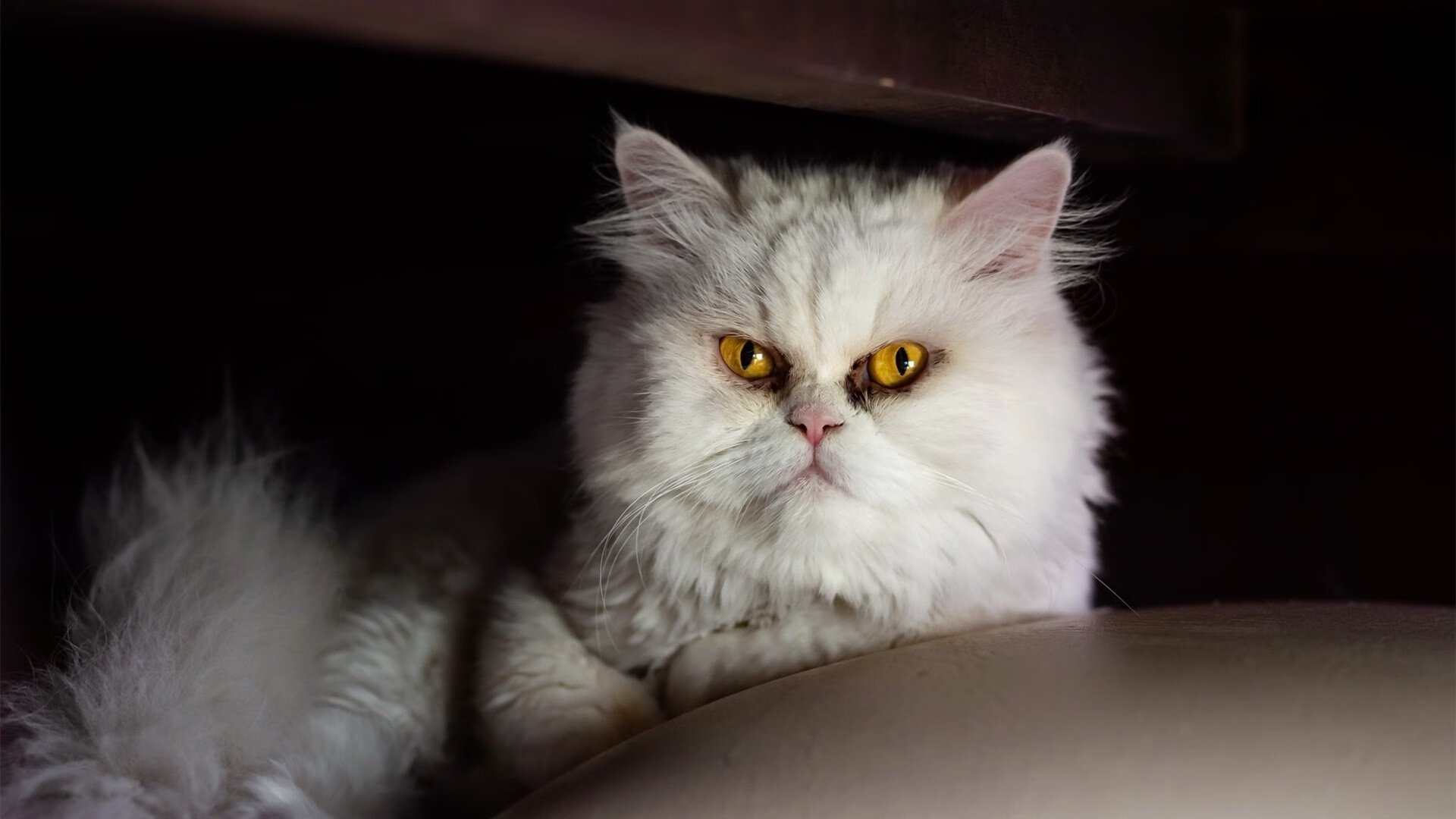 开云平台-中小学体育课外拓展项目受家长好评，拓展课家长评价