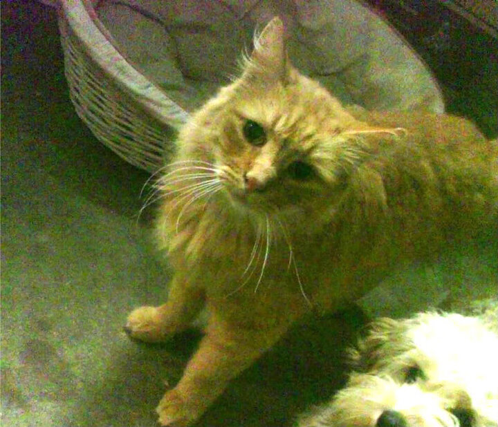 开云体育官方网站-亚冠联赛中国青年队惨败 球迷理性看待失利，亚冠比赛怎么全是青年军