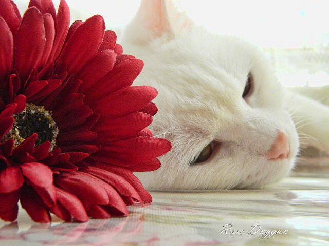 开云注册-快攻转换中节奏分配是否影响得分效率，快攻的阶段