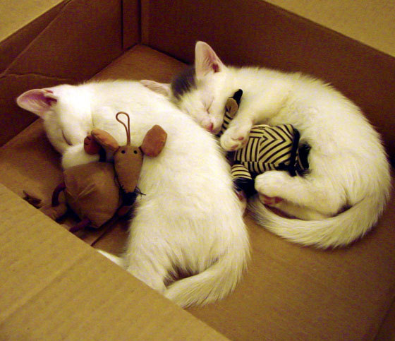 开云体育在线赛事直播-浙江雄狮提升篮板保护确保二次进攻机会，浙江雄狮多少钱一包